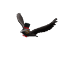 Image of Sophisiticated Crow