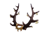 Starry Rune Antlers