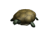 Image of Turtle Shoulder Friend
