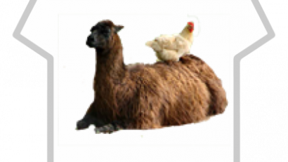 Chicken sitting on a llama