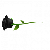 Image of Black Rose 1.0