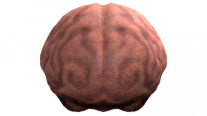 OG Brain Head