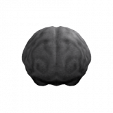 Image of Recolorable Brain Head