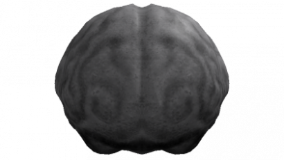 Recolorable Brain Head