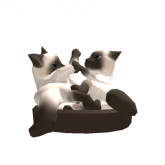 Image of Siamese Cats Playing [DYNAMIC]