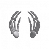 Image of Skeleton Hands (Recolorable)