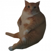 Image of Fat Cuddly Cat